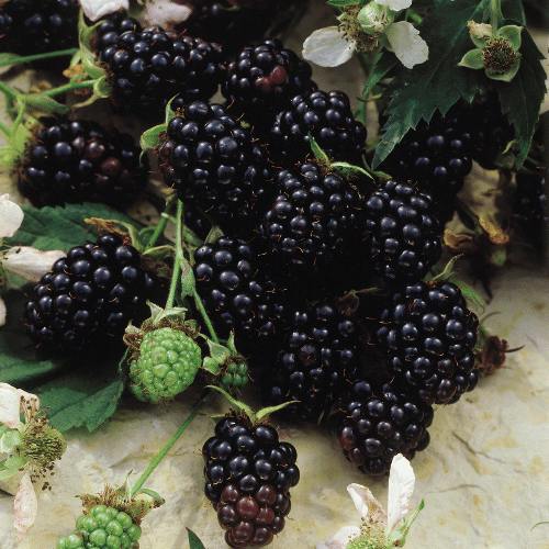 Nature's harvest